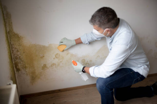 Best Forensic Mold Investigation  in Big Le, AK