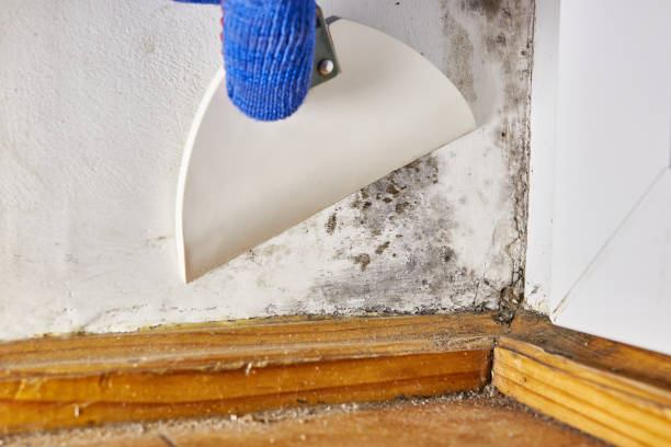 Best Mold Remediation for Healthcare Facilities  in Big Le, AK